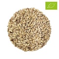 Ekologisk Pilsner Malt | Balder | Helsäck | 25 kg