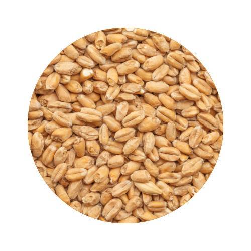 BEST Heidelberg Wheat Malt 10 kg