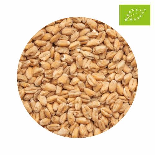 Organic BEST Wheat Malt