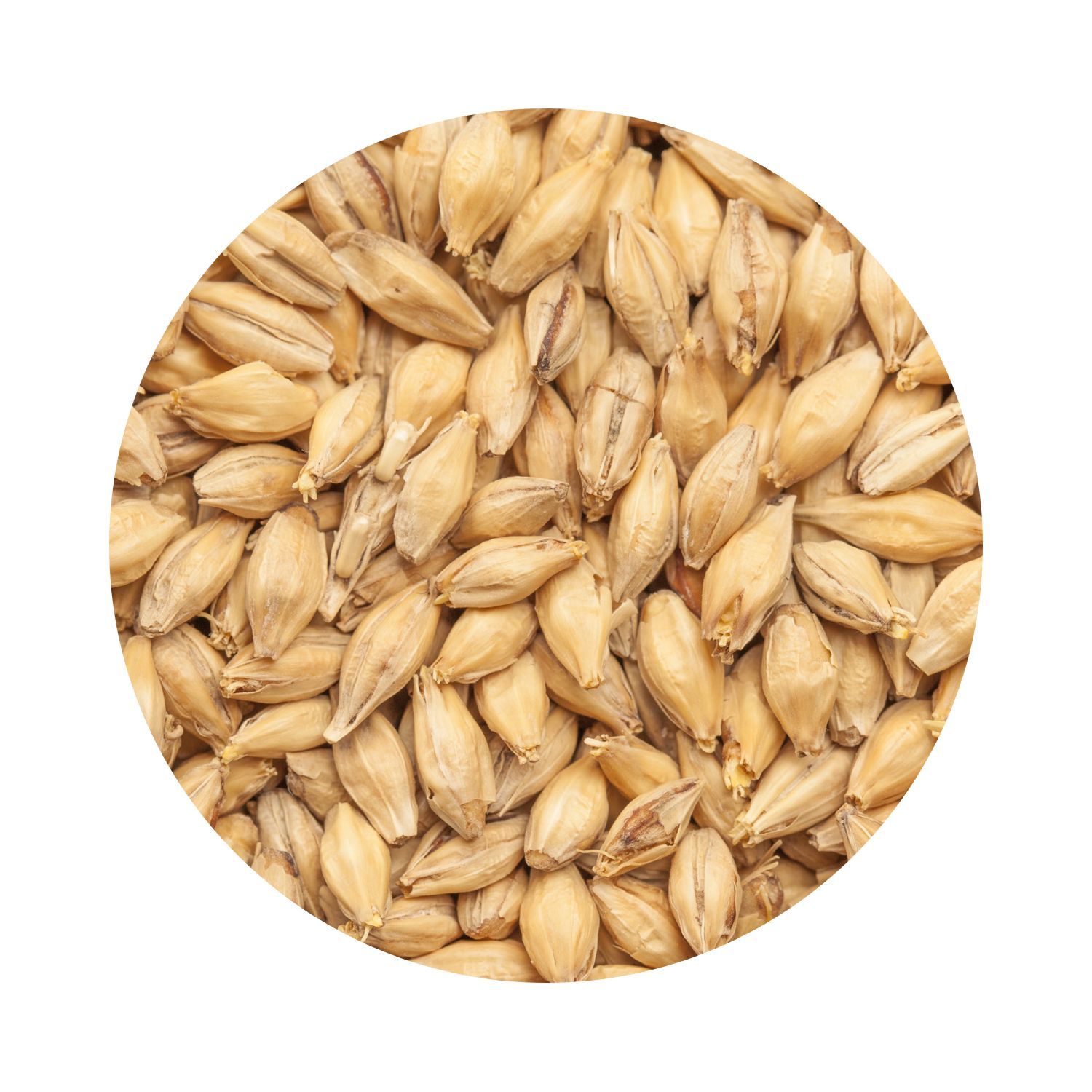BEST Pilsen Malt