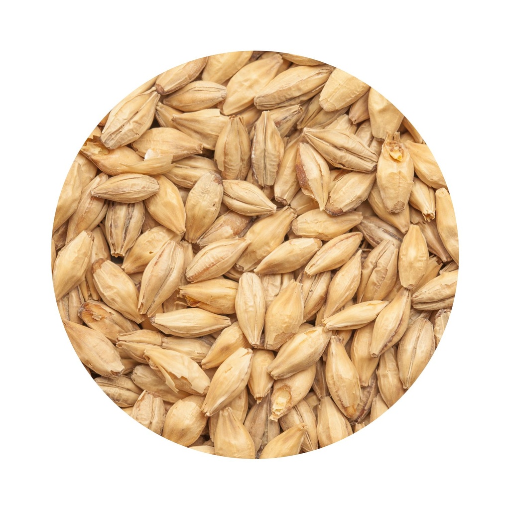 BEST Chit Malt