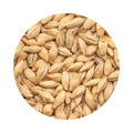 BEST Chit Malt