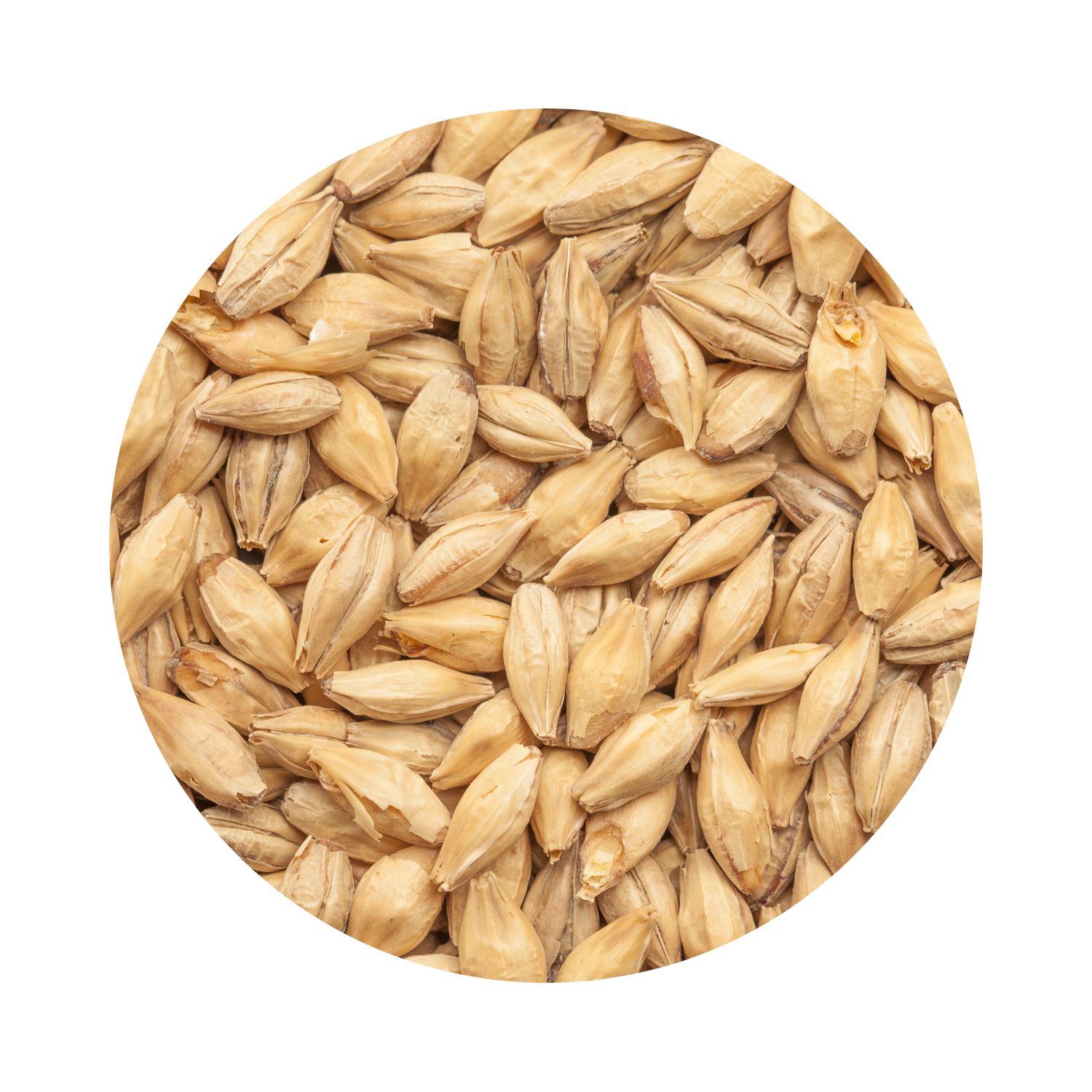 BEST Chit Malt