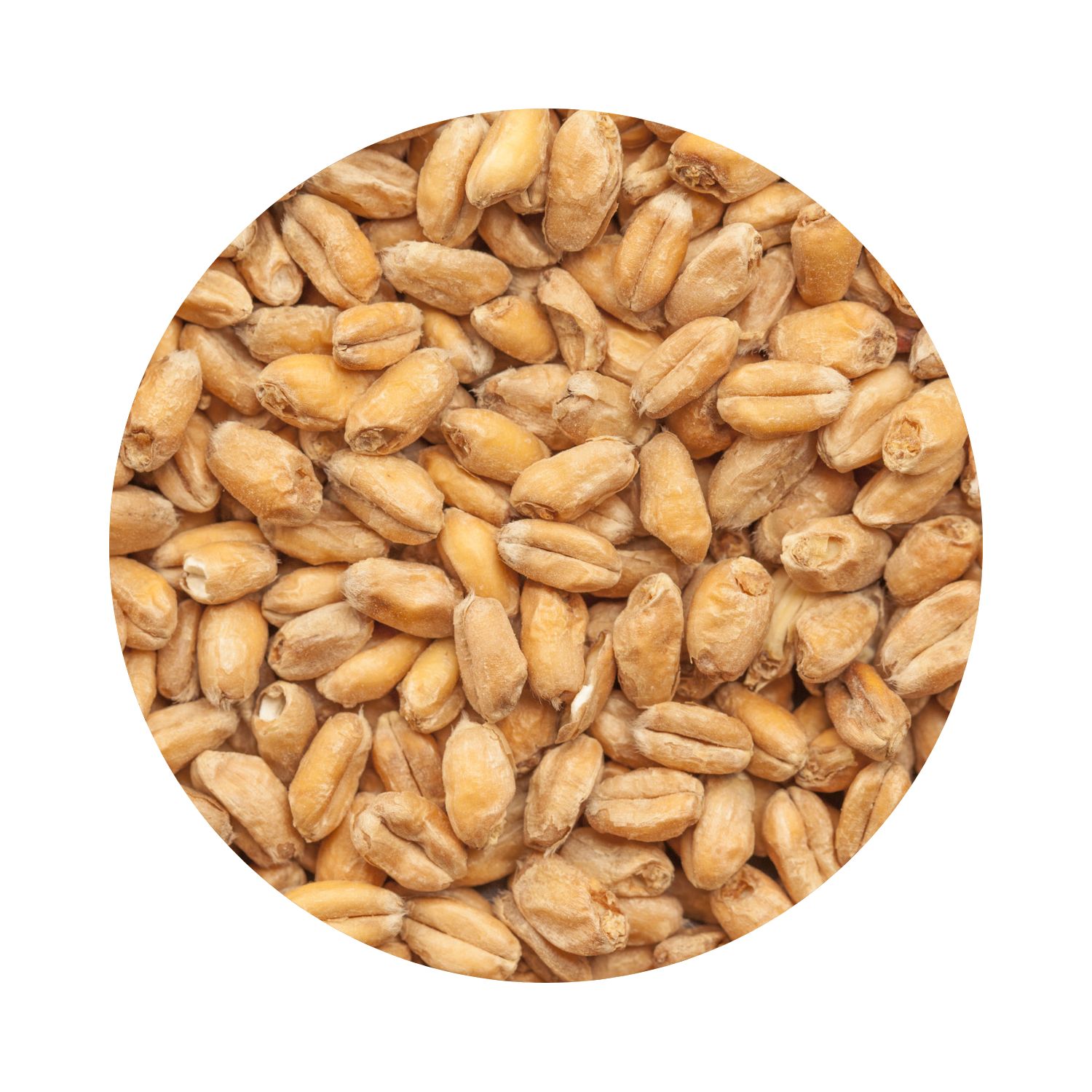 BEST Heidelberg Wheat Malt