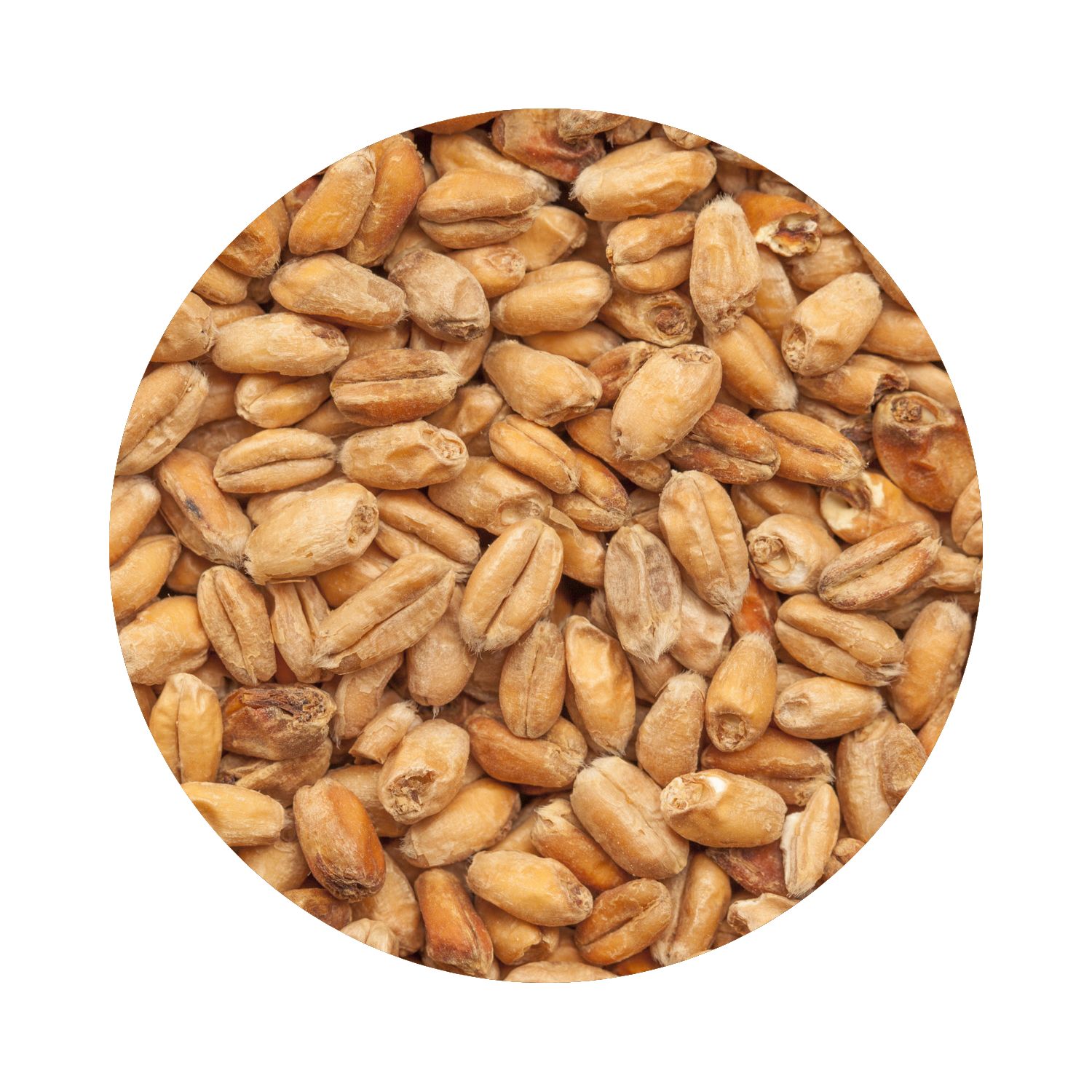 BEST Wheat Malt Dark