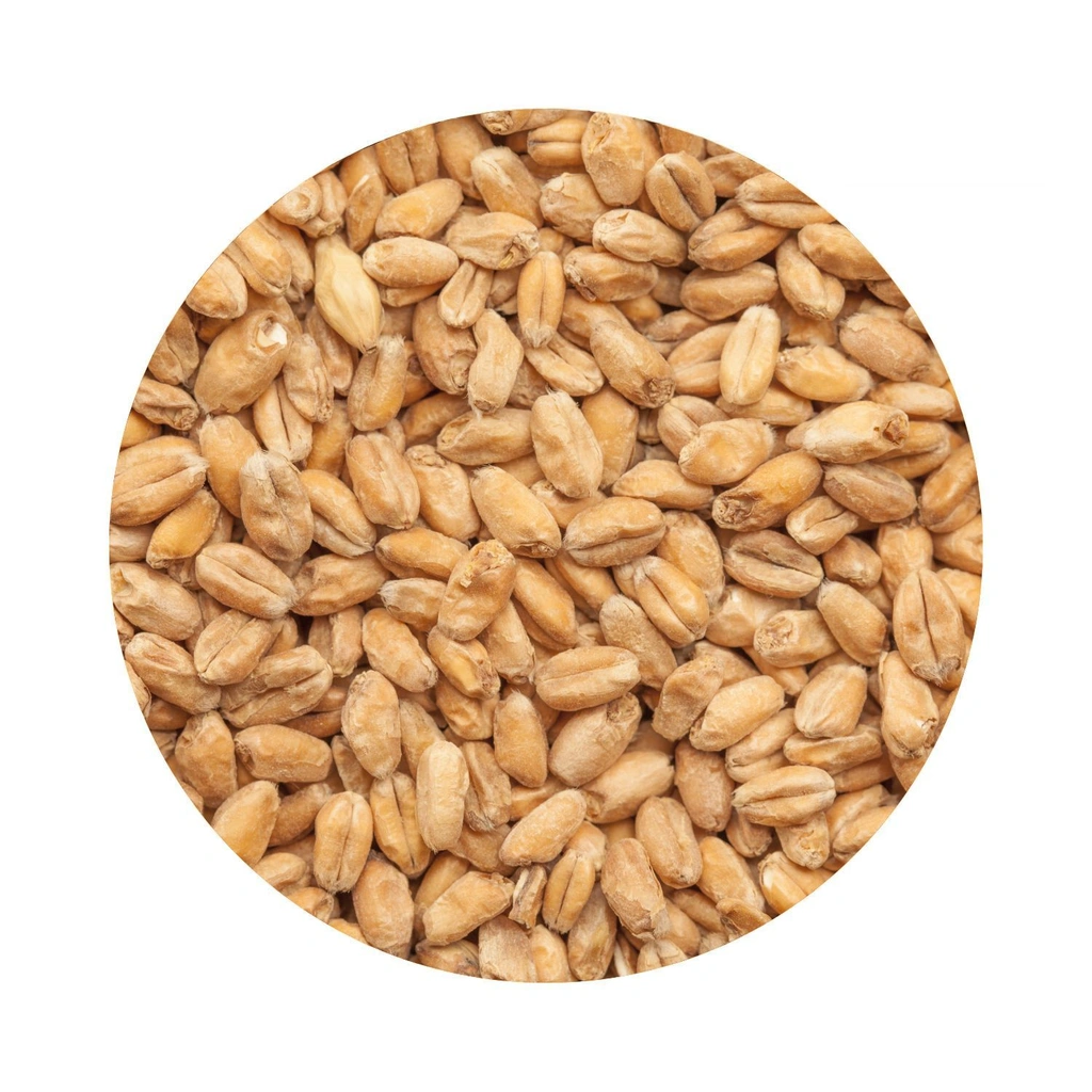 BEST Roasted Wheat Light