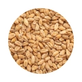 BEST Roasted Wheat Light